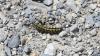 Aglais urticae